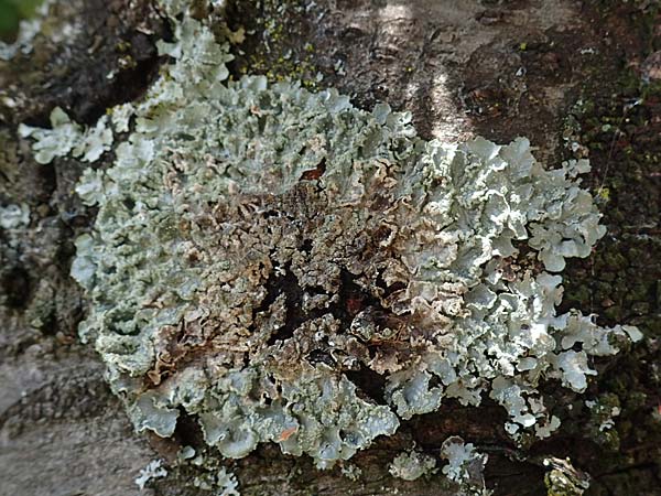 Phaeophyscia orbicularis \ Gew&ouml;hnliche Schwielenflechte / Mealy Shadow Lichen, D Bochum 9.8.2021