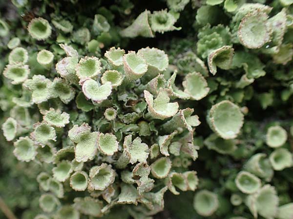 Cladonia spec5 ? \ Flechte / Lichen, D Wendtorf 18.9.2021