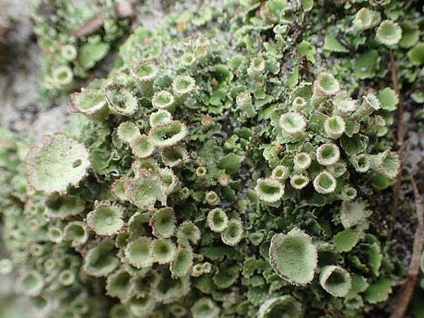 Cladonia spec5 ? \ Flechte / Lichen, D Wendtorf 18.9.2021
