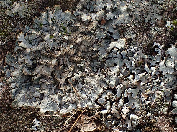 Parmelia saxatilis \ Felsen-Schl�sselflechte / Shield Lichen, D Bad D&uuml;rkheim 15.1.2022