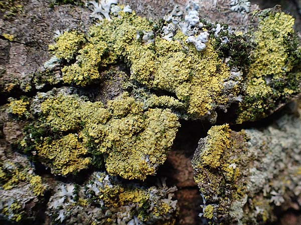 Candelariella reflexa \ Gr�ne K�rnchenflechte, D D&uuml;sseldorf 11.3.2022
