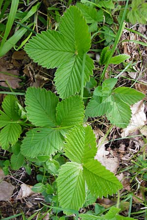 Fragaria moschata \ Zimt-Erdbeere / Hautbois Strawberry, D Odenwald, Reichelsheim 2.5.2015