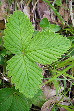 Fragaria moschata \ Zimt-Erdbeere / Hautbois Strawberry, D Odenwald, Reichelsheim 2.5.2015