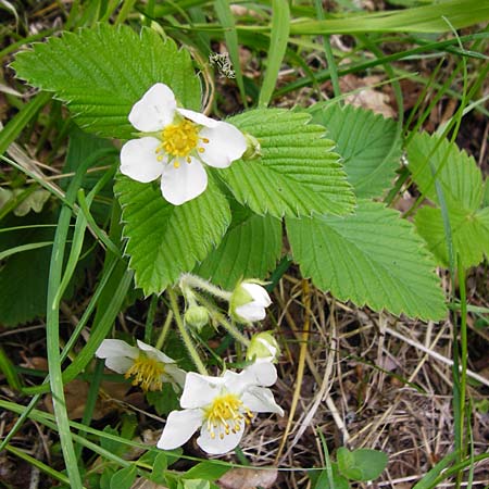Fragaria moschata \ Zimt-Erdbeere / Hautbois Strawberry, D Odenwald, Reichelsheim 2.5.2015
