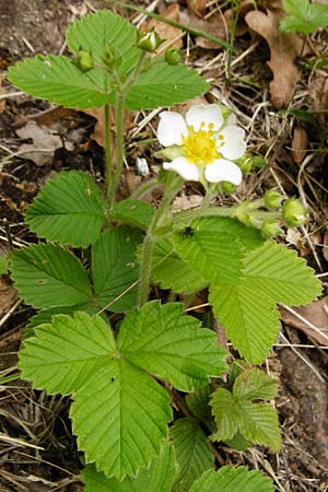 Fragaria moschata \ Zimt-Erdbeere / Hautbois Strawberry, D Odenwald, Reichelsheim 2.5.2015