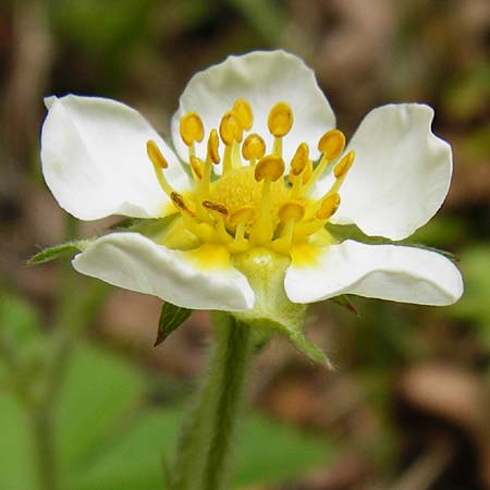 Fragaria moschata \ Zimt-Erdbeere / Hautbois Strawberry, D Odenwald, Reichelsheim 2.5.2015