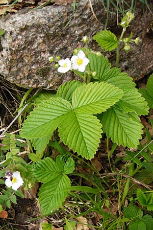 Fragaria moschata \ Zimt-Erdbeere / Hautbois Strawberry, D Odenwald, Reichelsheim 2.5.2015