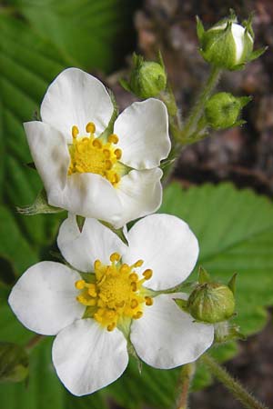 Fragaria moschata \ Zimt-Erdbeere / Hautbois Strawberry, D Odenwald, Reichelsheim 2.5.2015