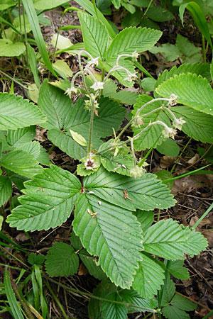 Fragaria moschata \ Zimt-Erdbeere / Hautbois Strawberry, D Odenwald, Reichelsheim 16.6.2015