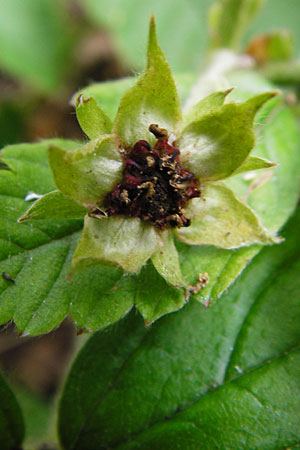 Fragaria moschata \ Zimt-Erdbeere / Hautbois Strawberry, D Odenwald, Reichelsheim 16.6.2015