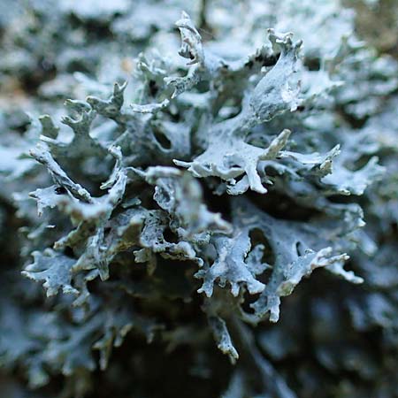 Evernia prunastri \ Pflaumen-Flechte, Eichenmoos, D D&uuml;sseldorf 11.3.2022