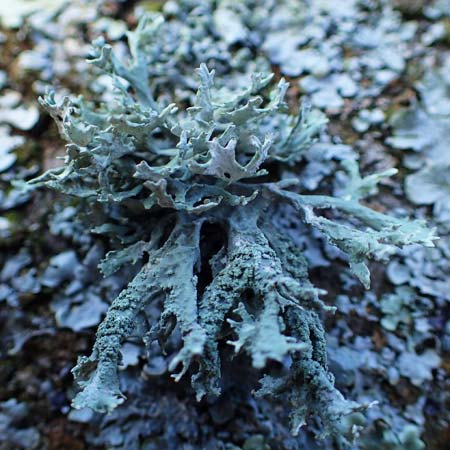 Evernia prunastri \ Pflaumen-Flechte, Eichenmoos, D D&uuml;sseldorf 11.3.2022