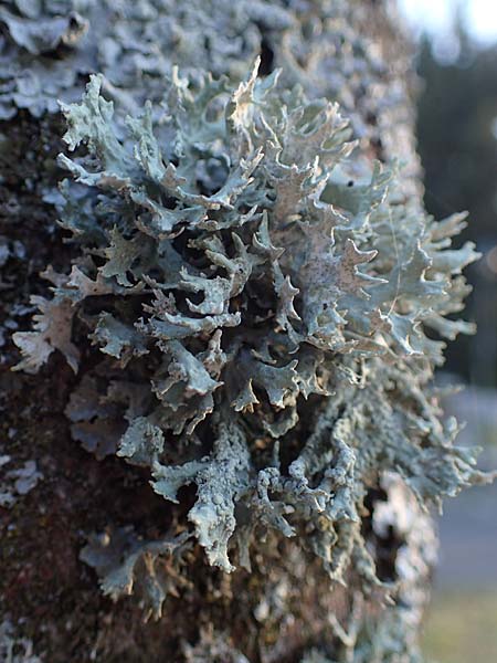 Evernia prunastri \ Pflaumen-Flechte, Eichenmoos, D D&uuml;sseldorf 11.3.2022