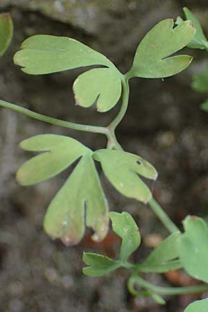 Fumaria muralis \ Mauer-Erdrauch / Wall Fumitory, D Aachen 19.6.2022