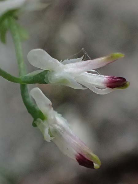 Fumaria muralis \ Mauer-Erdrauch / Wall Fumitory, D Aachen 19.6.2022
