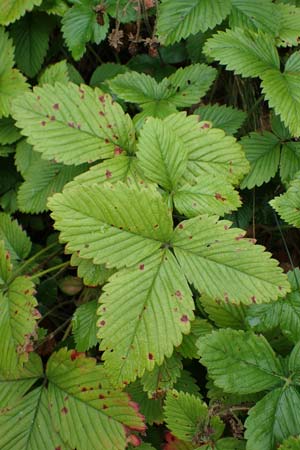 Fragaria moschata \ Zimt-Erdbeere / Hautbois Strawberry, D Siegen 20.8.2022