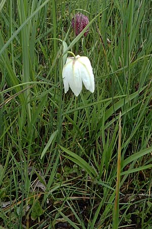 Fritillaria meleagris \ Gew�hnliche Schachblume, Schachbrett-Blume / Fritillary, D M&ouml;rfelden 21.4.2023