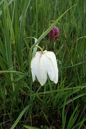 Fritillaria meleagris \ Gew�hnliche Schachblume, Schachbrett-Blume / Fritillary, D M&ouml;rfelden 21.4.2023