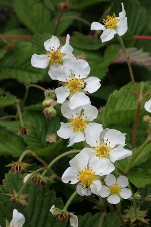 Fragaria moschata \ Zimt-Erdbeere / Hautbois Strawberry, D  20.5.2023