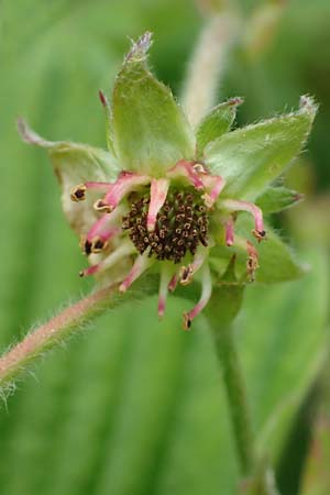 Fragaria moschata \ Zimt-Erdbeere / Hautbois Strawberry, D  20.5.2023