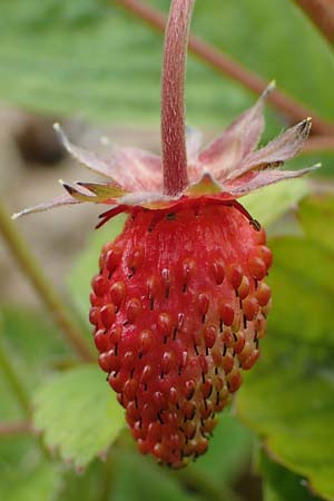 Fragaria vesca \ Wald-Erdbeere / Wild Strawberry, D Th&uuml;ringen, Kannawurf 16.6.2023