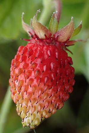 Fragaria vesca \ Wald-Erdbeere / Wild Strawberry, D Th&uuml;ringen, Kannawurf 16.6.2023