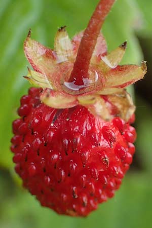 Fragaria vesca \ Wald-Erdbeere / Wild Strawberry, D Th&uuml;ringen, Kannawurf 16.6.2023