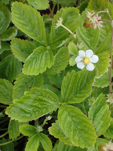 Fragaria vesca \ Wald-Erdbeere / Wild Strawberry, D Th&uuml;ringen, Kannawurf 16.6.2023