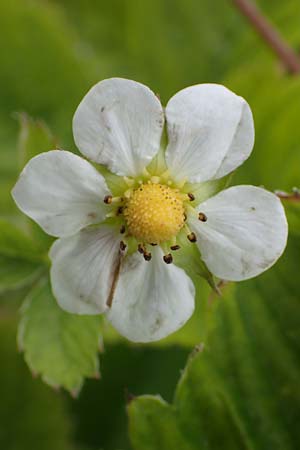 Fragaria vesca \ Wald-Erdbeere / Wild Strawberry, D Th&uuml;ringen, Kannawurf 16.6.2023