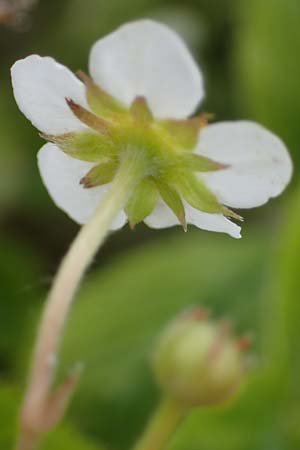 Fragaria vesca \ Wald-Erdbeere / Wild Strawberry, D Th&uuml;ringen, Kannawurf 16.6.2023