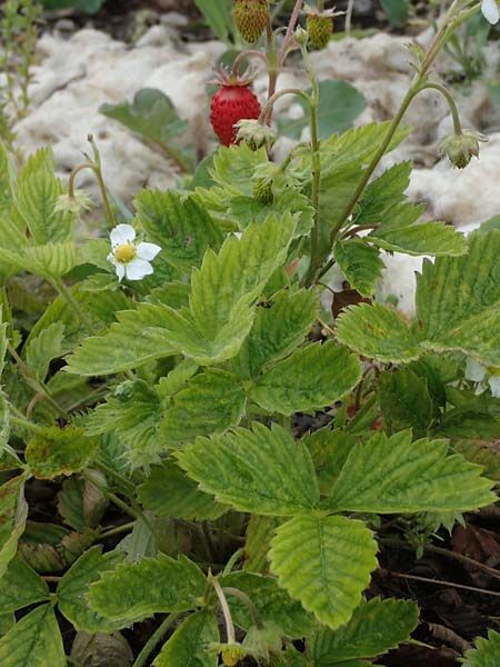 Fragaria vesca \ Wald-Erdbeere / Wild Strawberry, D Th&uuml;ringen, Kannawurf 16.6.2023