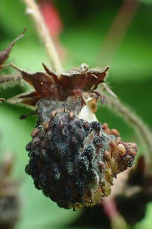 Fragaria moschata \ Zimt-Erdbeere / Hautbois Strawberry, D Siegen 29.7.2023
