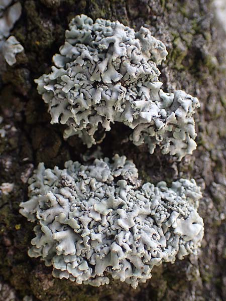 Hypogymnia physodes \ Lippen-Schl�sselflechte, D Bochum 9.8.2021