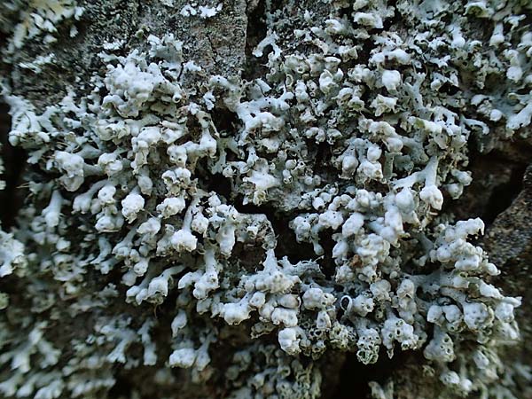 Physcia adscendens \ Helm-Schwielenflechte / Hooded Rosette Lichen, D D&uuml;sseldorf 11.3.2022