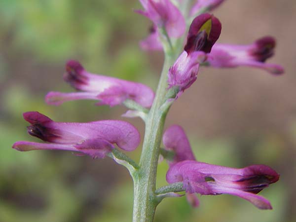 Fumaria officinalis \ Echter Erdrauch / Common Fumitory, D Mannheim 18.5.2010