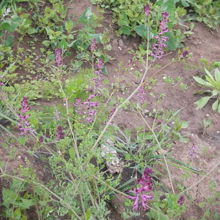 Fumaria officinalis \ Echter Erdrauch / Common Fumitory, D Mannheim 18.5.2010