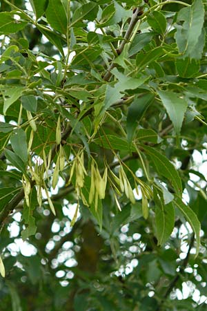 Fraxinus pennsylvanica \ Gr�n-Esche, Rot-Esche / Green Ash, D Zwingenberg am Neckar 8.9.2015