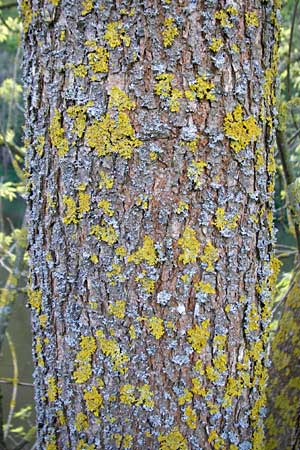 Fraxinus pennsylvanica \ Gr�n-Esche, Rot-Esche / Green Ash, D Zwingenberg am Neckar 21.4.2015