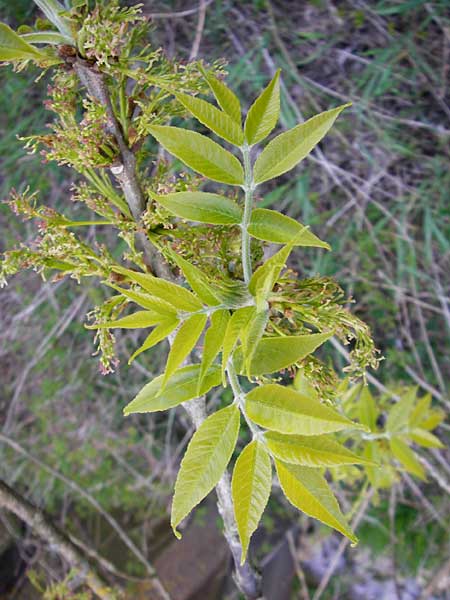 Fraxinus pennsylvanica \ Gr�n-Esche, Rot-Esche / Green Ash, D Zwingenberg am Neckar 21.4.2015