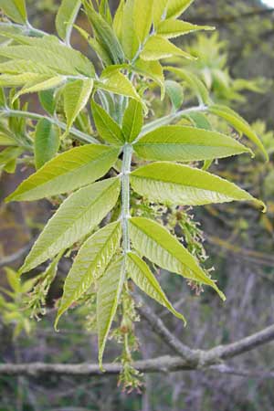 Fraxinus pennsylvanica \ Gr�n-Esche, Rot-Esche / Green Ash, D Zwingenberg am Neckar 21.4.2015