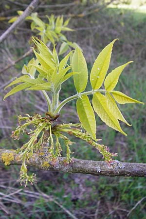 Fraxinus pennsylvanica, Gr&uuml;n-Esche, Rot-Esche