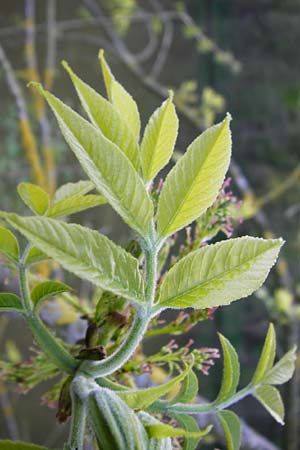 Fraxinus pennsylvanica \ Gr�n-Esche, Rot-Esche / Green Ash, D Zwingenberg am Neckar 21.4.2015