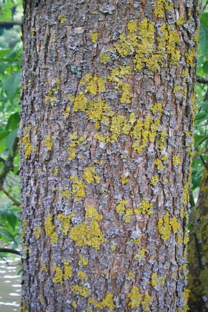Fraxinus pennsylvanica \ Gr�n-Esche, Rot-Esche / Green Ash, D Zwingenberg am Neckar 31.5.2015