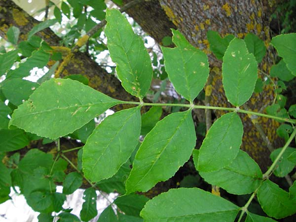 Fraxinus pennsylvanica \ Gr�n-Esche, Rot-Esche / Green Ash, D Zwingenberg am Neckar 31.5.2015
