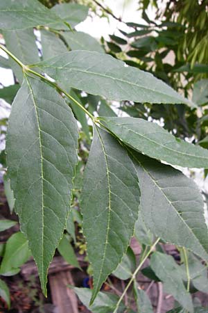 Fraxinus pennsylvanica \ Gr�n-Esche, Rot-Esche / Green Ash, D Mannheim 20.7.2015