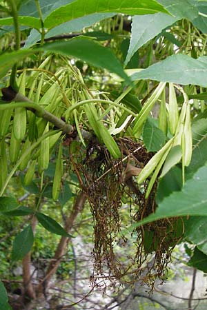 Fraxinus pennsylvanica \ Gr�n-Esche, Rot-Esche / Green Ash, D Mannheim 20.7.2015