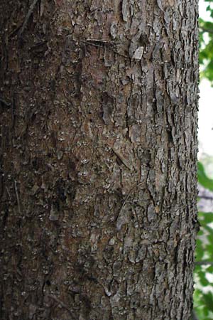 Fraxinus pennsylvanica \ Gr�n-Esche, Rot-Esche / Green Ash, D Mannheim 20.7.2015