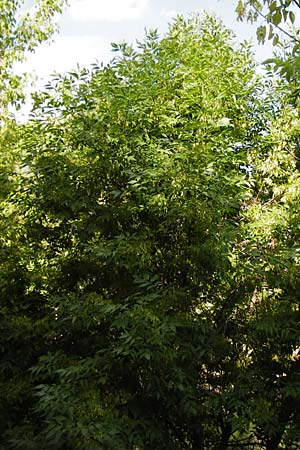 Fraxinus pennsylvanica \ Gr�n-Esche, Rot-Esche / Green Ash, D Mannheim 20.7.2015