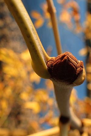 Fraxinus pennsylvanica \ Gr�n-Esche, Rot-Esche / Green Ash, D Biblis 28.9.2015