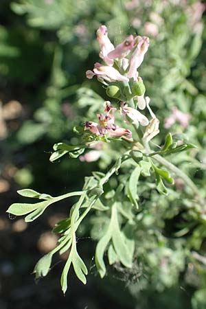 Fumaria parviflora \ Kleinbl�tiger Erdrauch / Fine-Leaved Fumitory, D Hochheim am Main 26.5.2017